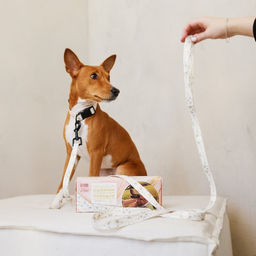 Набор Мрамор, застёжка - фастекс, поводок 2 м и ошейник 28-46 см - Пушистое счастье фото 2