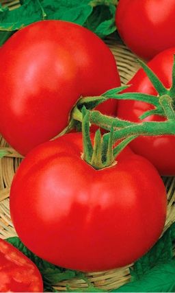 Томат КРАСНАЯ КОМЕТА F1 Кистевой гибрид! Необычайная скороспелость, стрессоустойчивость и урожайность!