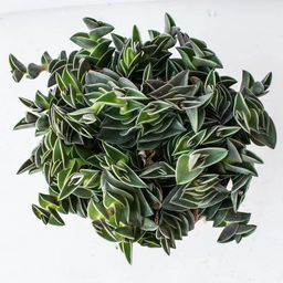 Традесканция ладьевидная