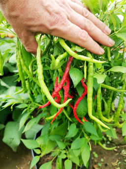 Японский Пряный Сладкий Струнный Перец Химо Тогараши Himo Togarashi - Дом помидоров фото 3