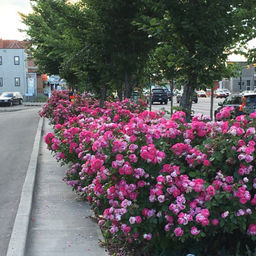 Роза Моден Сентенниал