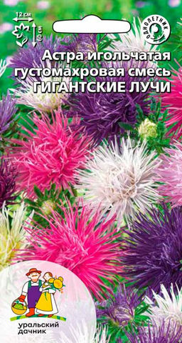 Астра ГИГАНТСКИЕ ЛУЧИ игольчатая