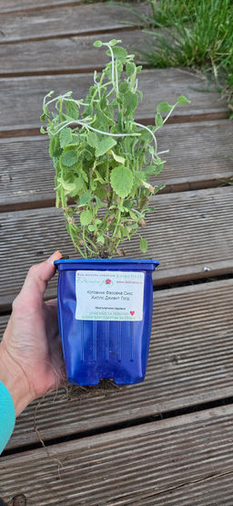 Котовник Фассена Сикс Хиллс Джиант Голд