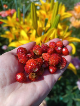Земляника АЛЕКСАНДРИНА Безусый тип! - Уральский дачник фото 2