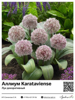 Аллиум Karataviense (Лук декоративный)