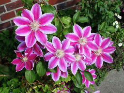 Клематис Dr Ruppel (Доктор Руппель)