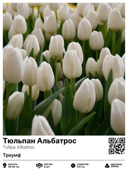 Тюльпан Albatros (Триумф) - Голландские луковицы фото 2