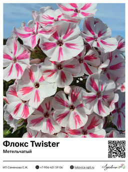 Флокс Twister (Метельчатый)