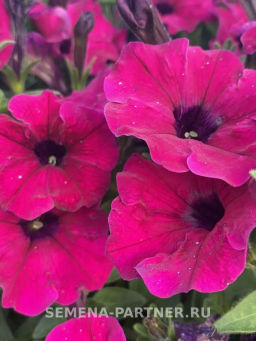 Петуния Амбре Элоиз каскадная пурпурная - Партнер фото 5