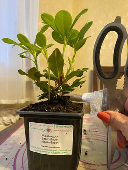 Рододендрон Баден-Баден