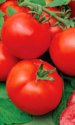 Томат КАДРИЛЬ F1 Ультраранний! Очень дружное плодообразование! Устойчив к комплексу болезней!