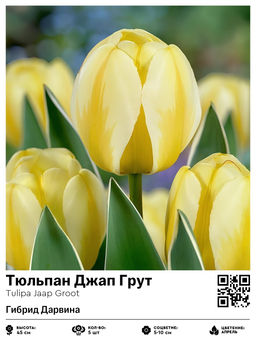 Тюльпан Джап Грут (Гибрид Дарвина)