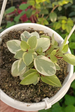 Пеперомия Орба Пикси Лайм на красной ножке в кашпо (редкое коллекционное растение!)