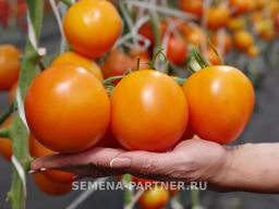 Томат Фаворитка F1 - Партнер фото 2