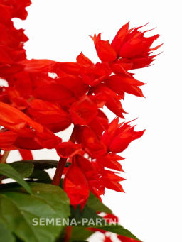 Сальвия сверкающая Фиоретти Брайт Ред - Партнер фото 2