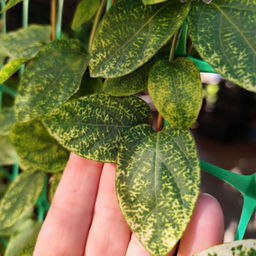 Жимолость японская Ауреоретикулата - Долина роз фото 2