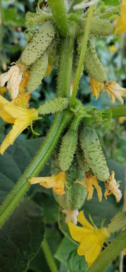 Огурец ВЕРНОСТЬ F1 Суперпучковый тип! Гибрид с букетными веточками! - Уральский дачник фото 3