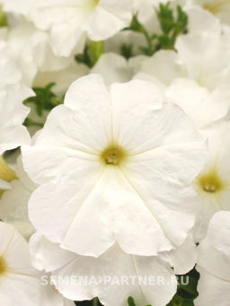 Петуния Зацветёт Short Сноу Блум многоцветковая каскадная - Партнер фото 3