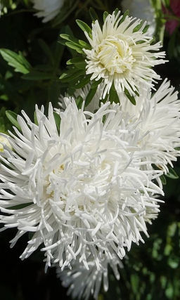 Астра СНЕЖНО-БЕЛАЯ  Коготковая