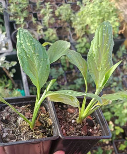 Спацифиллум - 1000корней фото 2