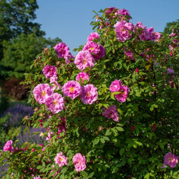 Роза Тереза Багнет