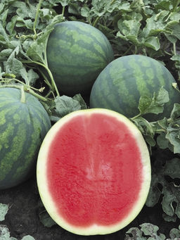 Арбуз Синсемия F1 5шт. (Семко)