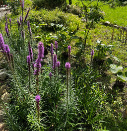 Лиатрис колосковидный (Spicata)