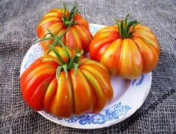 Помидоры Accordion Вi-color