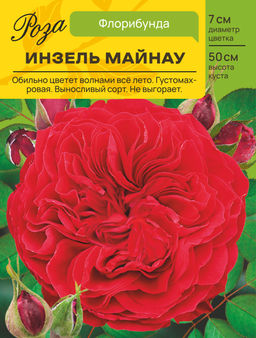 Роза Инзель Майнау (Флорибунда) С ЦВ.НАКЛЕЙКОЙ 1шт