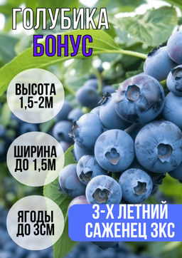 Голубика Бонус С5 3 года
