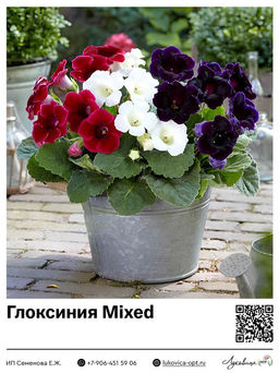 Глоксиния Mixed