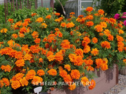 Бархатцы отклоненные Бонанза Дип Оранж - Партнер фото 4