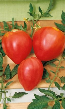 Томат ВЕЛЬМОЖА Вне всякой конкуренции - богатырь в малиновом кафтане! Мякоть как по волшебству сочетает лучшие качества - сказочно вкусная!