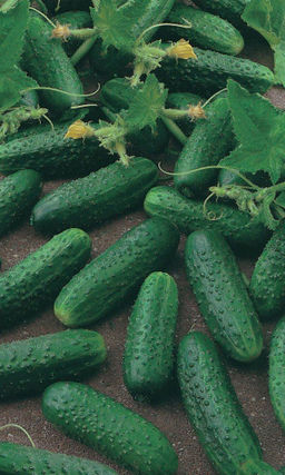 Огурец ЛЕВИНА F1 Плотные, хрустящие, без горечи! Засолочный! Огурчики без горечи!