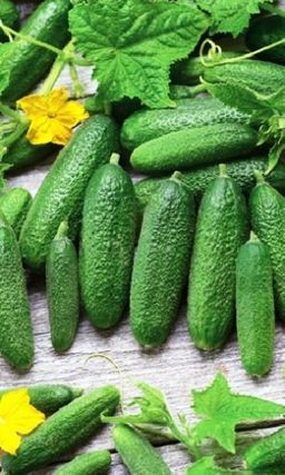 Огурец МИНИ-МИНИ F1 Не боится ни дневного зноя, ни ночной прохлады! Обильное плодоношение!