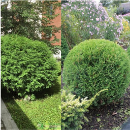 Туя западная Глобоза - Долина роз фото 3