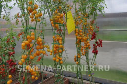 Томат Черри Краски - Партнер фото 8