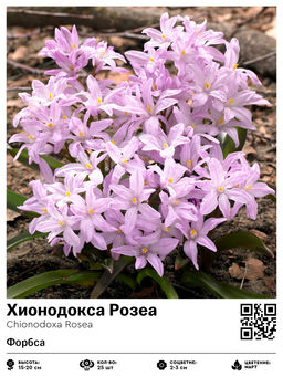 Хионодокса Розеа (Форбса)