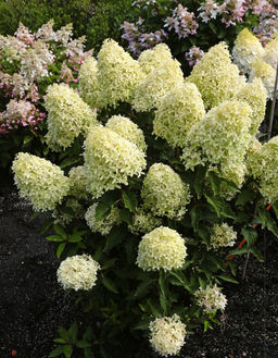 Гортензия метельчатая Magical Lime Sparkle (Мэджикал Лайм Спаркл) - Голландские луковицы фото 3