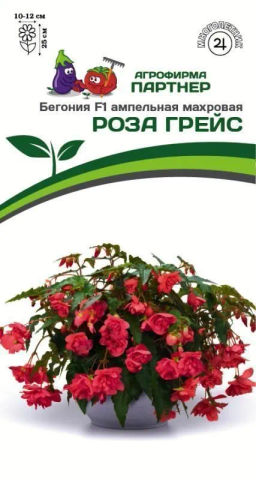 Бегония клубневидная ампельная махровая Роза Грейс