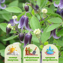 Клематис Фасцинейшн - Долина роз фото 2