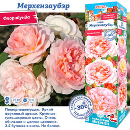 Роза Мерхензаубэр (Флорибунда) 1шт