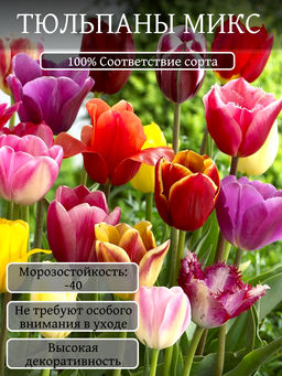 Тюльпаны смесь сортов 5шт - Долина роз фото 2