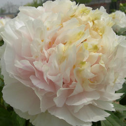 Пион древовидный Золотой Изумруд