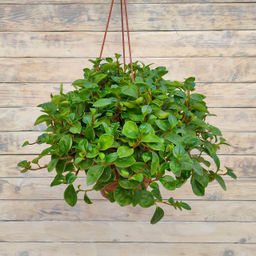 Пеперомия магнолиелистная, горшок Р9