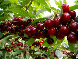 Черешня Дайбера