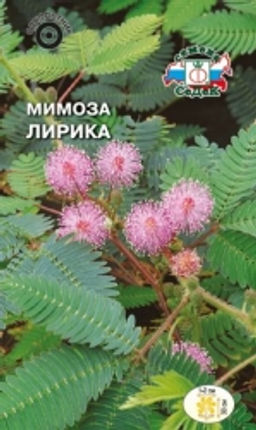 Мимоза Лирика стыдливая розовая (с)