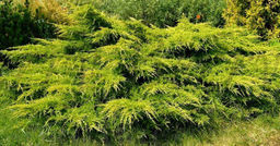 Можжевельник средний Пфитцериана Ауреа С5