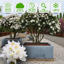 Рододендрон Каннингемс Уайт