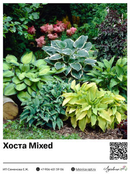 Хоста Mixed